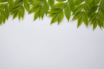Frame out of green leaves on a white background