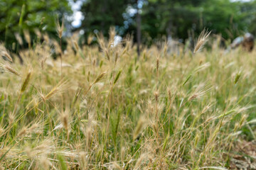 Meadow in the summer, life is beautiful, summer solstice, green grass