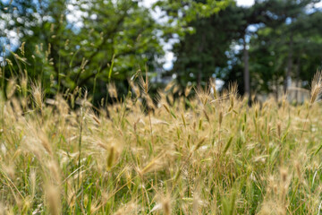 Meadow in the summer, life is beautiful, summer solstice, green grass
