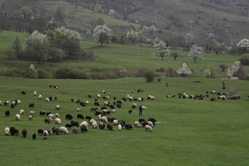 Fototapeta na wymiar Sheep herd on beautiful green mountain pasture.artvin