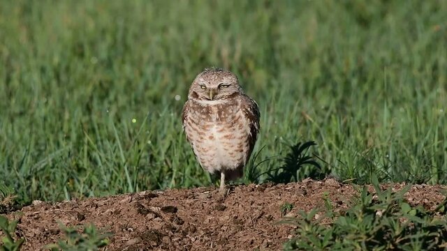A Sleepy Burrowing Owl Yawning