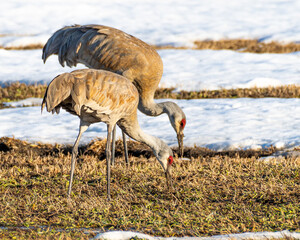 Two sandhill cranes (Antigone canadensis) in field at sunset with snow and grass
