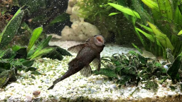 Ein Antennenwels im Aquarium beim fressen an der Scheibe.