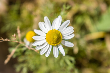 Obraz premium yellow and white flower in the foreground with blur background.