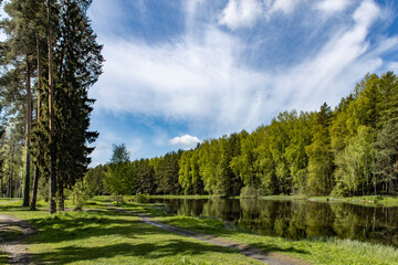 Fototapeta na wymiar Lake in the forest with tall pine trees