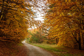 Obraz premium Autumn in Rhodopy Mountain Bulgaria 
