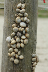 un groupe d'escargots terrestres en repos estival sur un tronc d'arbre