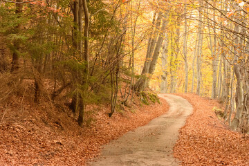 Autumn in Rhodopy Mountain Bulgaria 