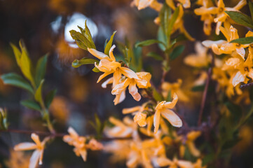 Colorful vivid yellow branches of forsythia. Spring season, blossom, blooming flowers.