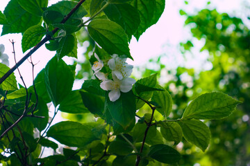 Jasmine white flowers, blooming in the beginning of June