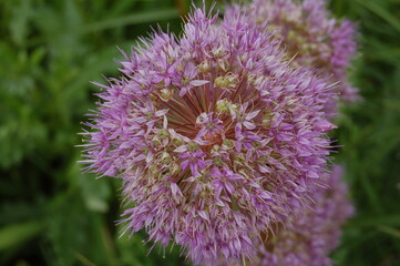 Purple Flowers in Parc Rosenhöhe in Darmstadt Germany in the green