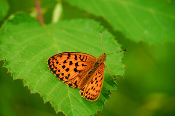 Small orange butterfly on fresh green grass background
