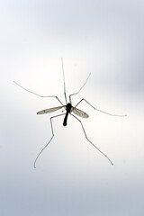 mosquito against the light on a window