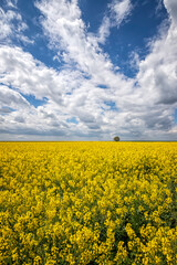 Obraz premium Day landscape with yellow rapeseed field with a lonely tree and amazing sky with clouds
