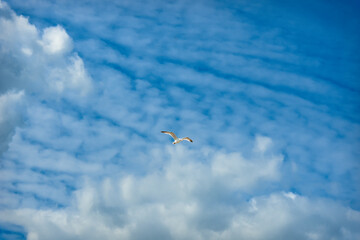 Seagull in flight