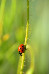 Fototapeta premium Marienkäfer auf der Mohnblume
