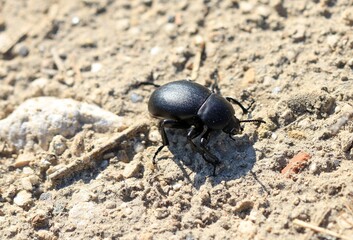 Black beetle Blaps halophila on the sand
