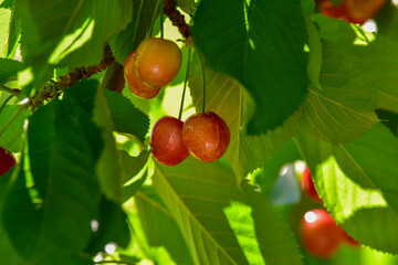 Cherry berry on a blurry background of cherry branch in the early morning in the garden. Selective focus. 