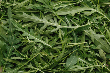 fresh green leaves of arugula for salad