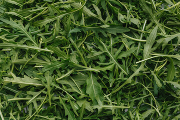fresh green arugula for cooking dinner salad 
