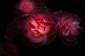 pink rose on black