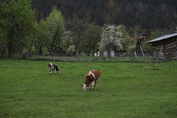 Naklejka na ściany i meble Village houses on hills with green meadows in summer day.artvin/turkey