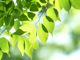 新緑のケヤキ