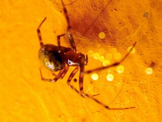Female spider with eggs