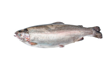 the whole big a salmon fish isolated on a white background