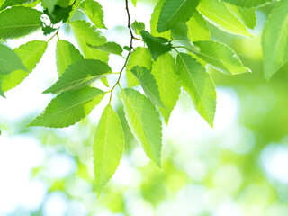 新緑のケヤキ