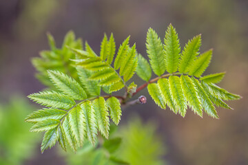 the top view on fresh green leaves of a mountain ash