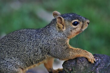 Squirrel takes a brief rest on a tree