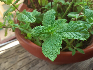 fresh mint in a bowl