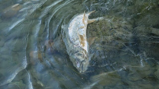 dead salmon in the river stuck on a stone after spawning. The body of the fish after mating is powerless rushing along the river and stops aground
