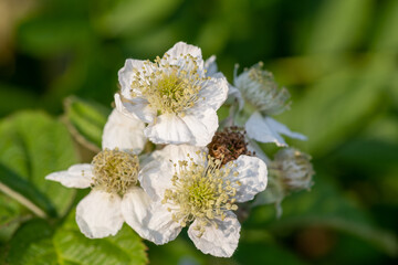 Close up of a white bramble (rubus fruticosus) flower