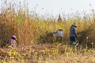 Women working in Bagan, Myanmar, Burma