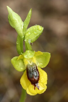 Peque&ntilde;a orqu&iacute;dea silvestre (Ophrys lutea). Sotobosque de pinar de carrasco, Sierra del Oro (Cieza, Murcia, Espa&ntilde;a).