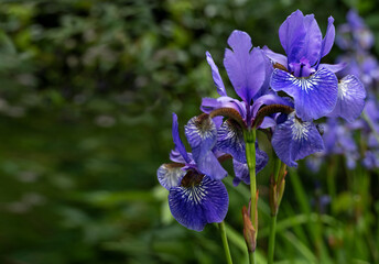 Siberian flag (Iris sibirica) blooming with blue violet flowers on a garden pond in spring and early summer, copy space, selected focus narrow depth of field