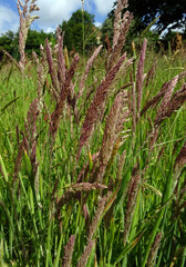 Fototapeta premium Champ d'herbes