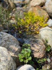 Closeup of plants and rocks in a man-made stream for a koi pond  