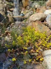 Closeup of plants and rocks in a man-made stream for a koi pond  