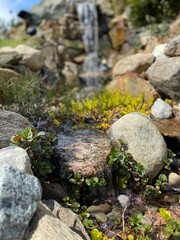 Closeup of plants and rocks in a man-made stream for a koi pond  