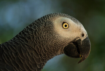 Wildlife. Profile closeup of a tropical parrot, its yellow eye, feathers and black beak. 