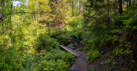 Panoramic View of a Beautiful Path in the Rain Forest during a colorful spring day. Taken in Abbotsford, East of Vancouver, British Columbia, Canada.