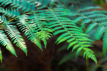 
wonderful Portuguese forest with many ferns and pines in a green landscape in Portugal