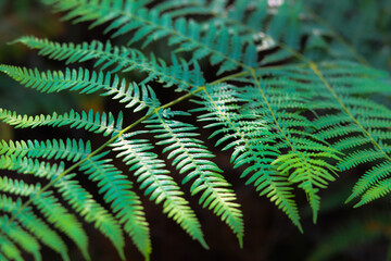 
wonderful Portuguese forest with many ferns and pines in a green landscape in Portugal