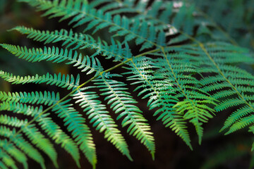 
wonderful Portuguese forest with many ferns and pines in a green landscape in Portugal