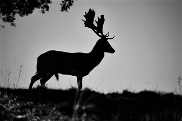 Gamo