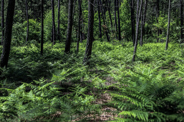
wonderful Portuguese forest with many ferns and pines in a green landscape in Portugal