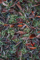 Frozen leaves on ground. Autumn winter nature background.